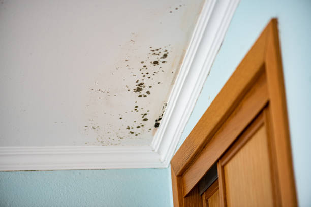 Best Commercial Mold Remediation in Holladay, UT