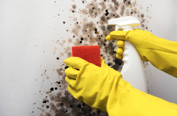 Best Industrial Mold Remediation in Holladay, UT