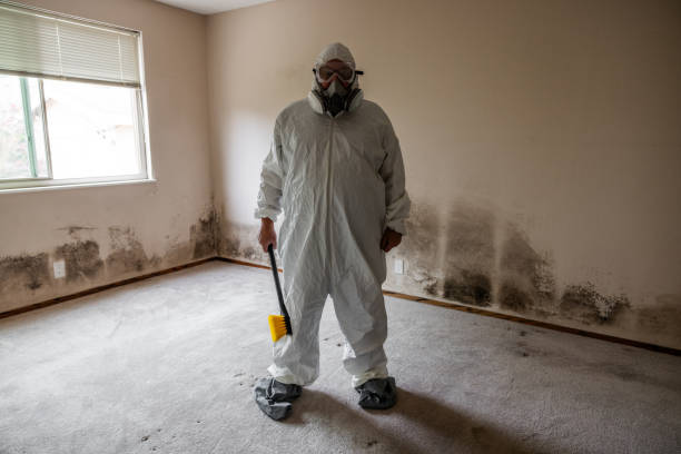 Best Residential Mold Remediation in Holladay, UT