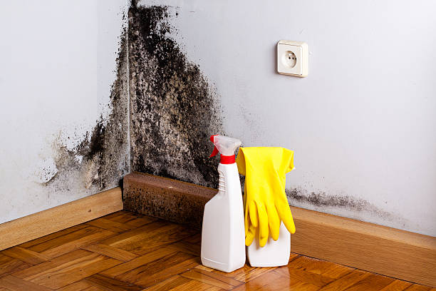 Holladay, UT Mold Remediation Company