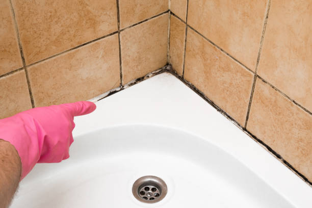 Best Emergency Mold Remediation in Holladay, UT